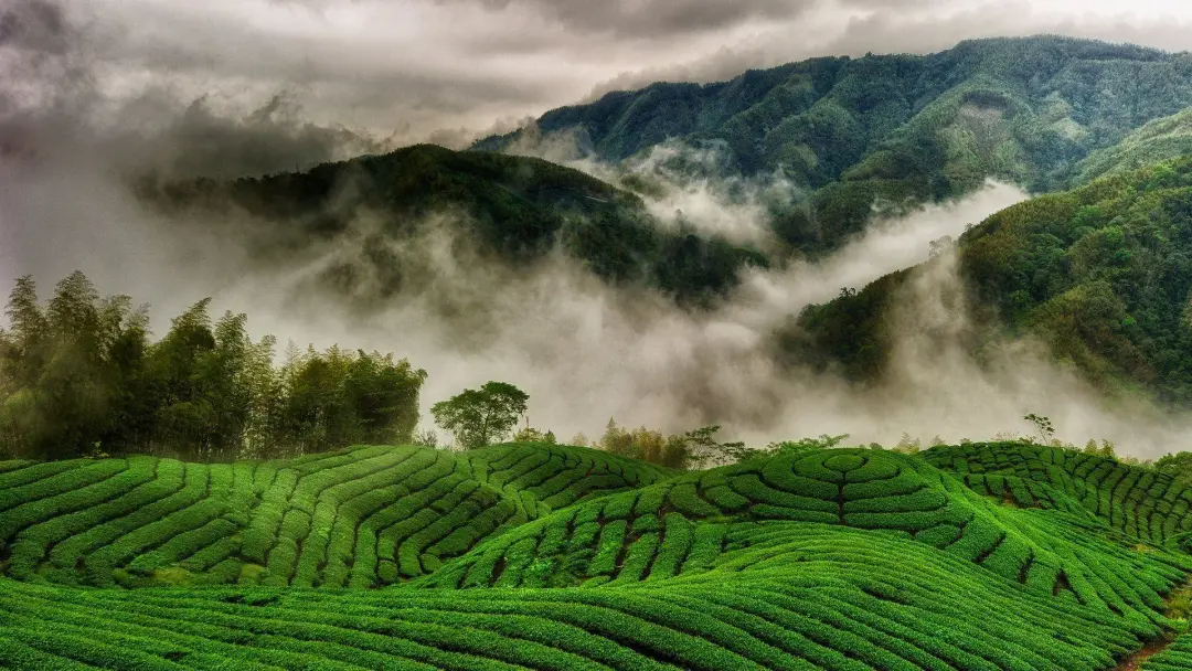 500目烘焙、1200目特调？您的抹茶原料，永盛抹茶支持全链路深度定制！