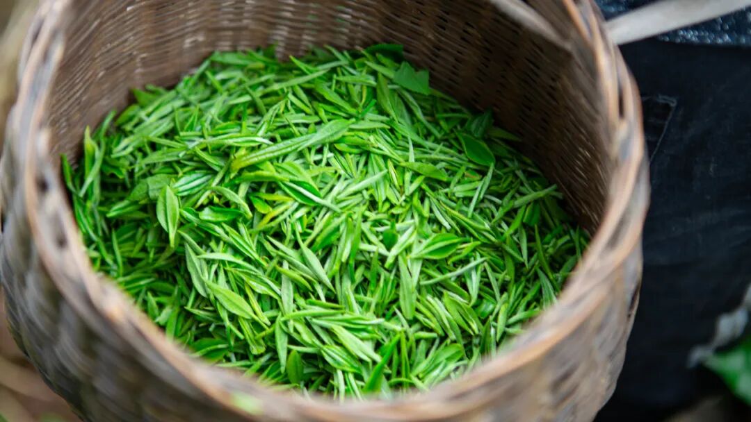 抹茶的颜色越绿越好吗?不同绿度对应的品质差异