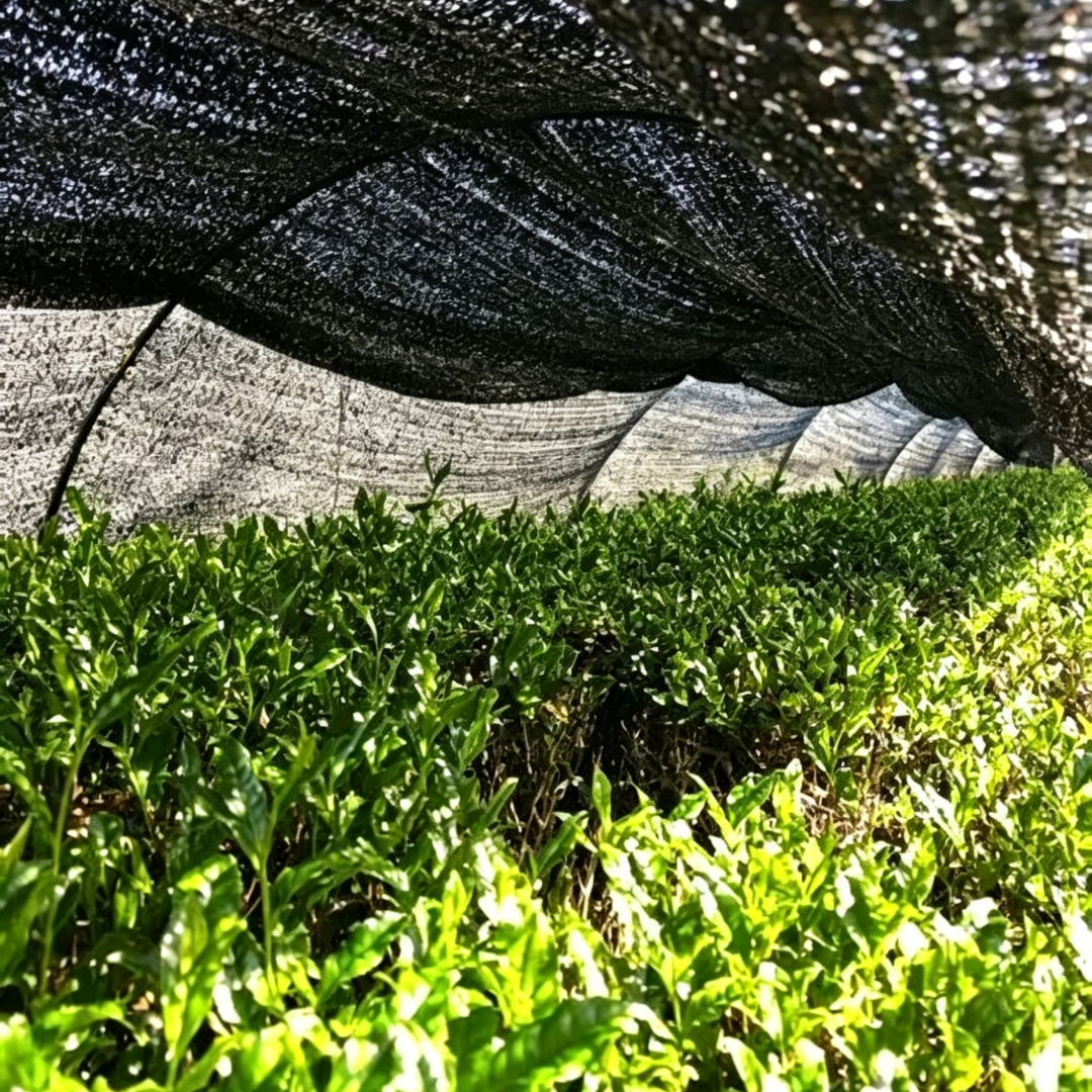 抹茶的颜色越绿越好吗?不同绿度对应的品质差异